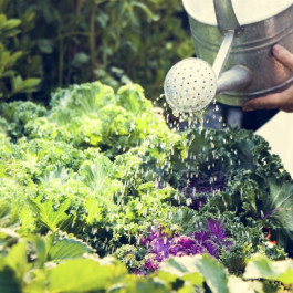 المنزل, الحديقه